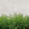 Obrazek Panel szklany 60/60 Concrete Herbs Esg