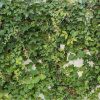 Obrazek Panel szklany 60/60 Cement Ivy-1 Esg