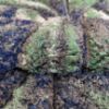 Obrazek Dywan Shaggy 3D Dominica 0,8/1,5 P768A BOS AP 53 zielony